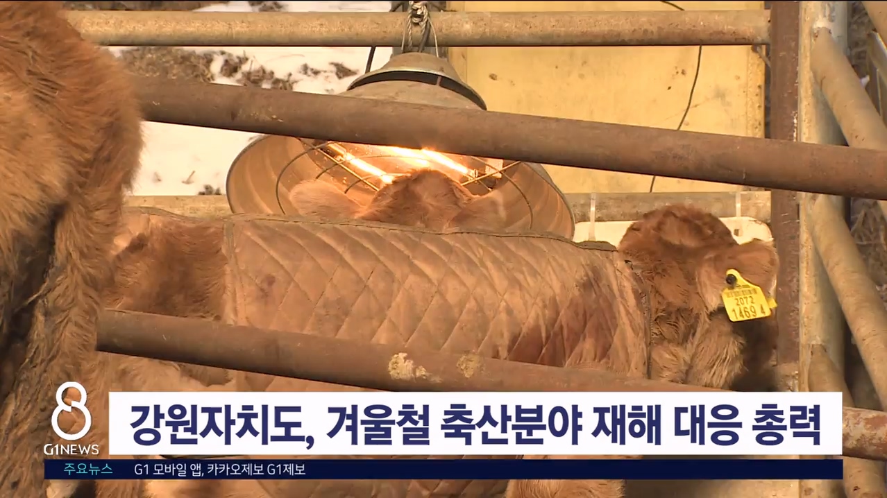 강원자치도, 겨울철 축산분야 재해 대응 총력