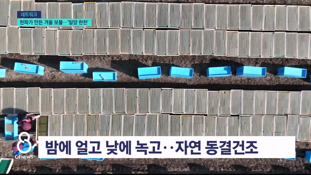 하단 한파가 만든 겨울 보물, '밀양 한천' 생산 한창 