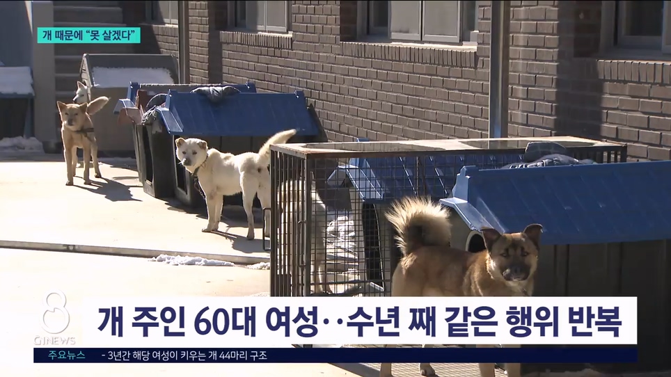 아파트에 개 수십마리..주민들 "못살겠다" 