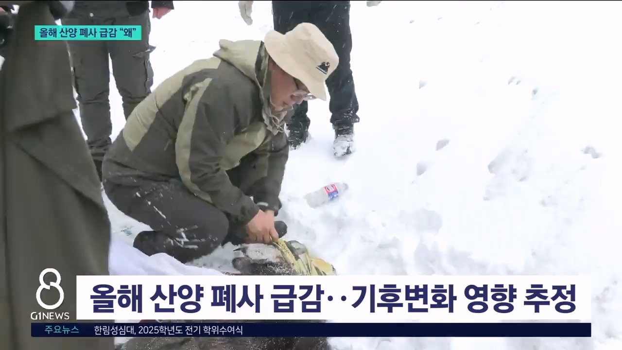 산양 폐사 급감.."눈 적고 먹이주기 효과" 
