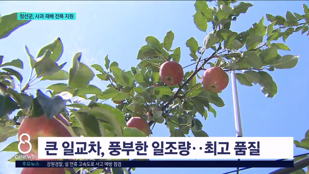 사과 적지 '정선'..면적 확대 등 전폭 지원 