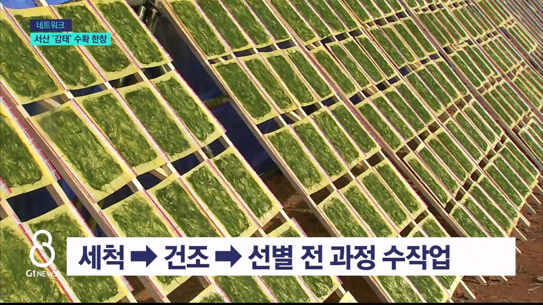 서해 바다 품은 서산 '감태'..수확 한창 