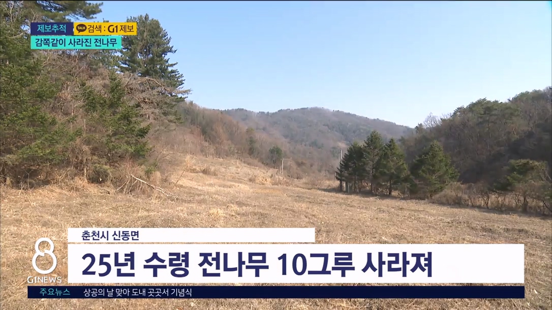 <제보> 감쪽같이 사라진 전나무..범인은? 