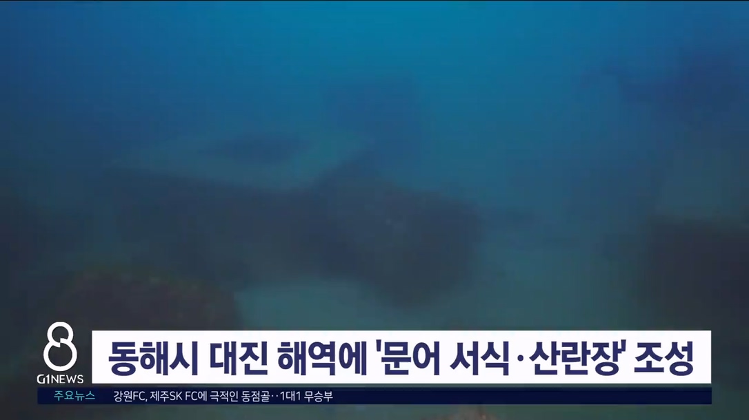 동해시 대진해역에 문어 서식.산란장 조성