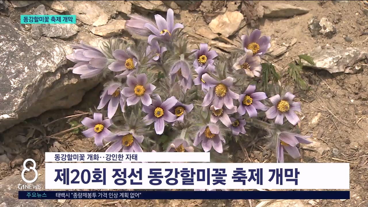 스무살 맞은 '정선 동강할미꽃 축제' 