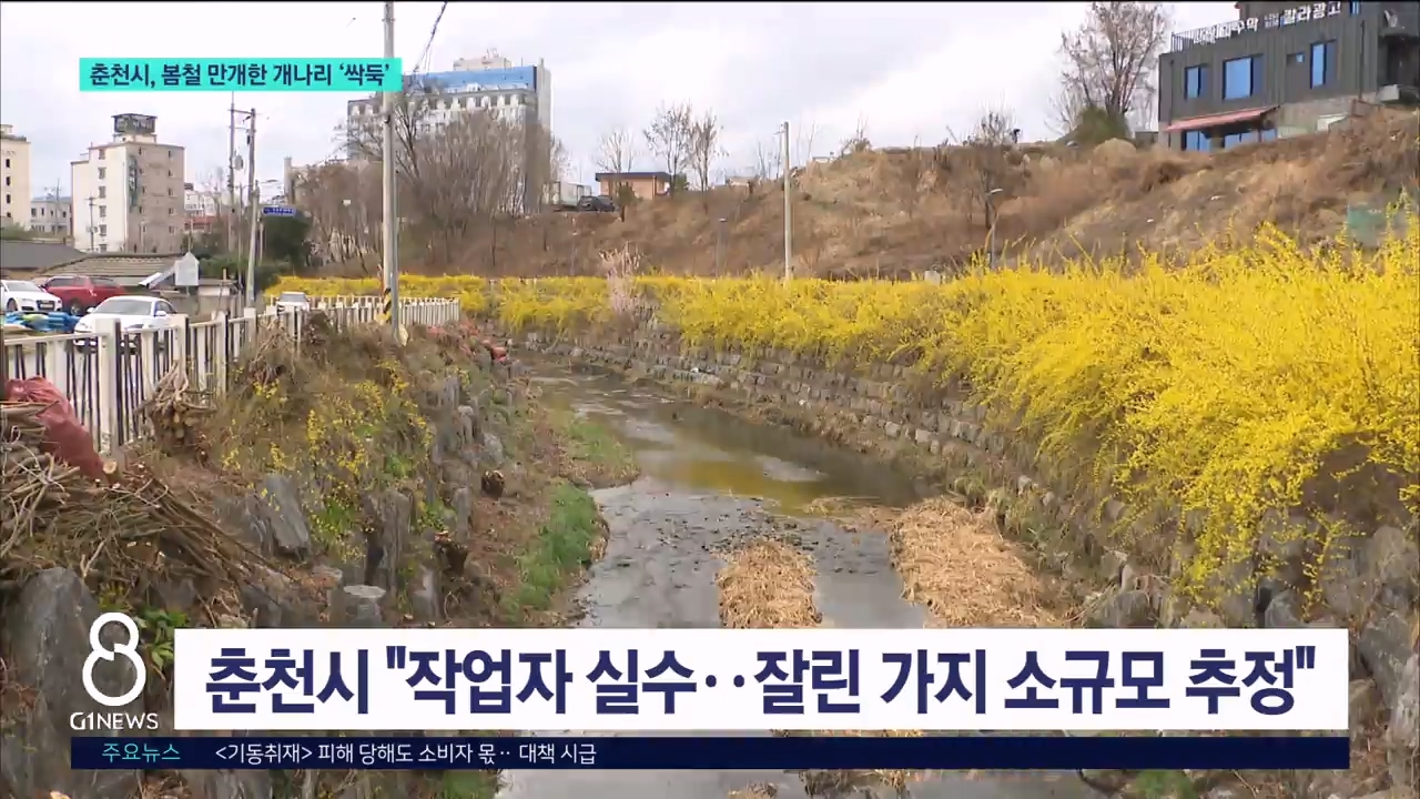 춘천시, 봄철 만개한 개나리 '싹둑' 
