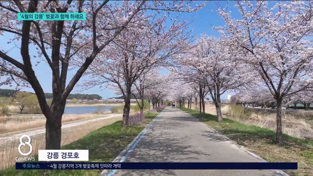 <이동.1> '4월의 강릉' 벚꽃과 함께하세요 