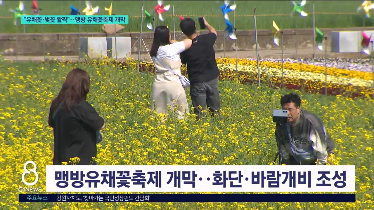 "유채꽃·벚꽃 활짝"..맹방유채꽃축제 개막 