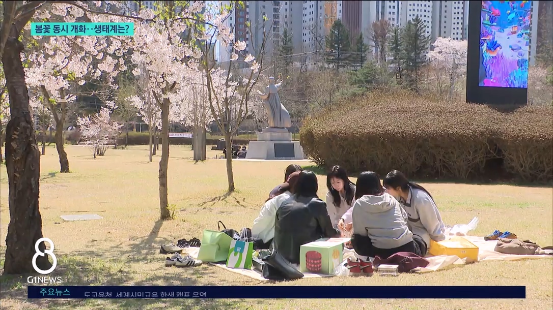 봄꽃 동시 개화 장관.."생태계 영향은?" 