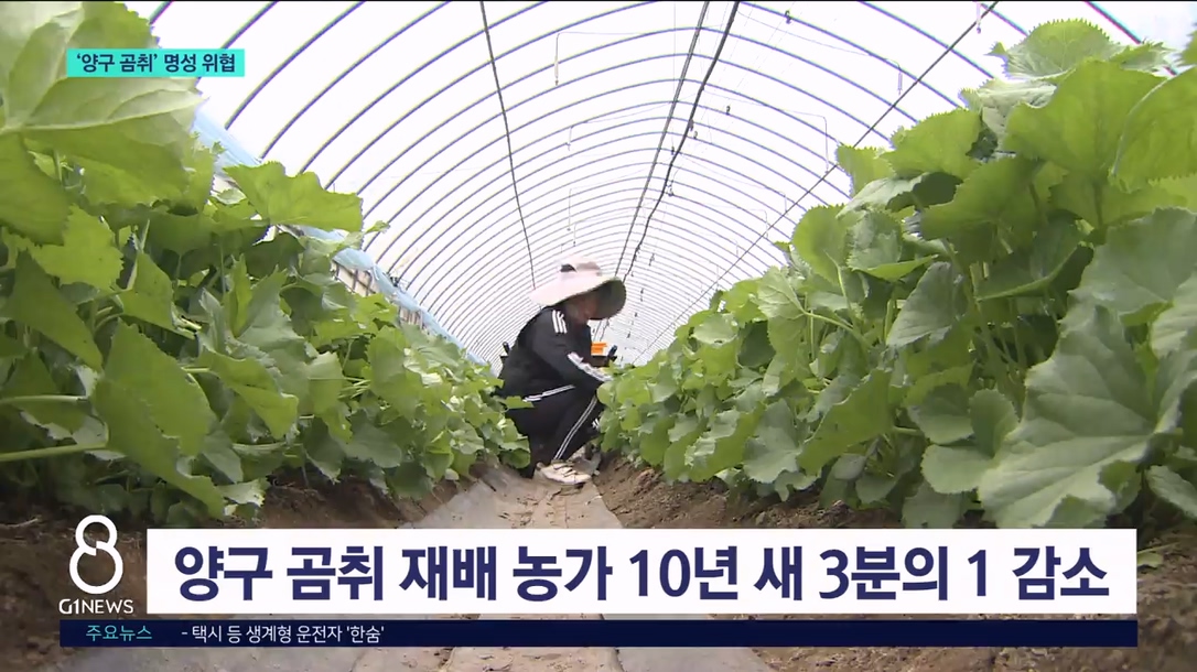 재배 감소..'양구 곰취' 명성 위협 