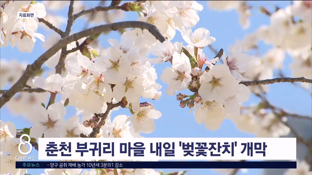 춘천 부귀리 마을 내일 벚꽃잔치 개최