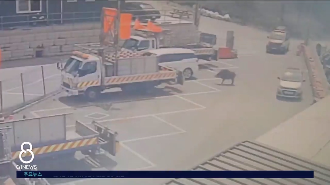 오늘 낮, 원주 맷돼지 출몰..현장 사살