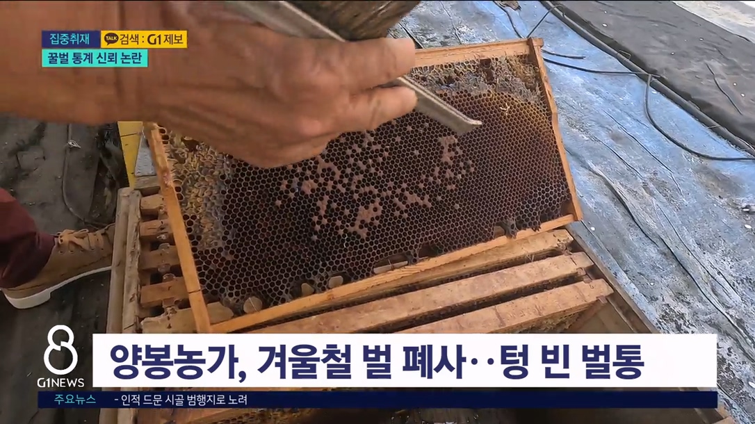 (집중1) 현장에 없는 꿀벌..서류상 존재? 