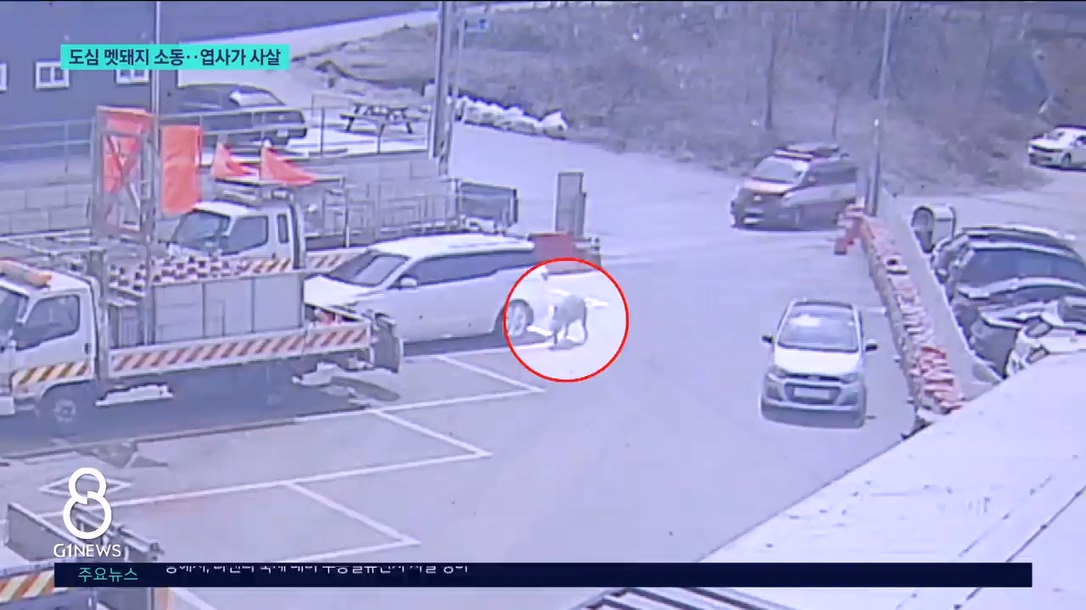 도심 멧돼지 소동..엽사가 사살 