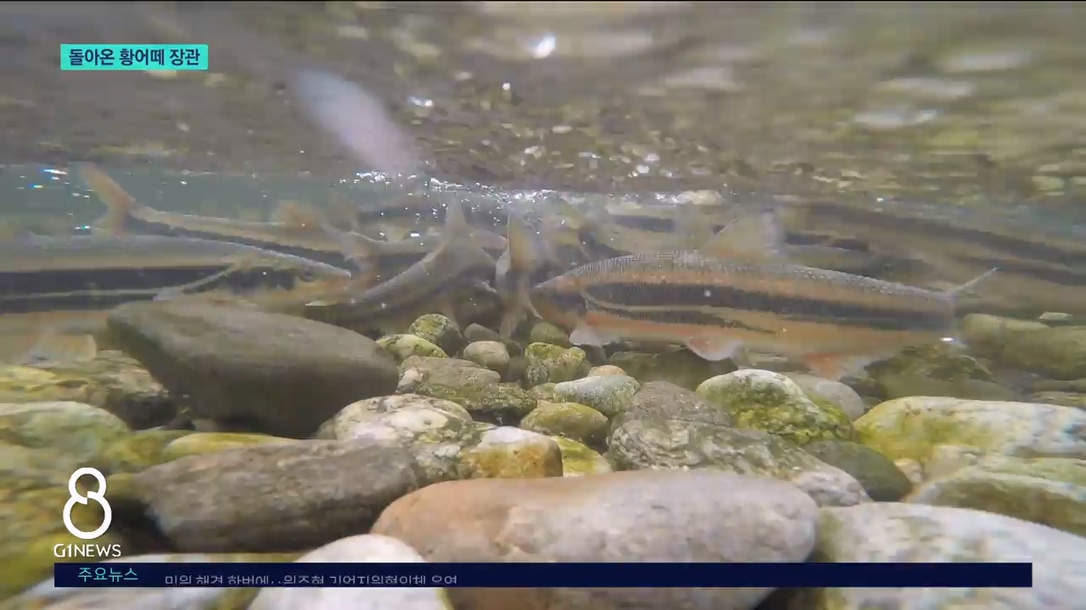 올해도 돌아온 황어떼 장관 