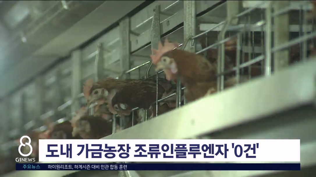 도내 가금 농장 조류인플루엔자 '0건'