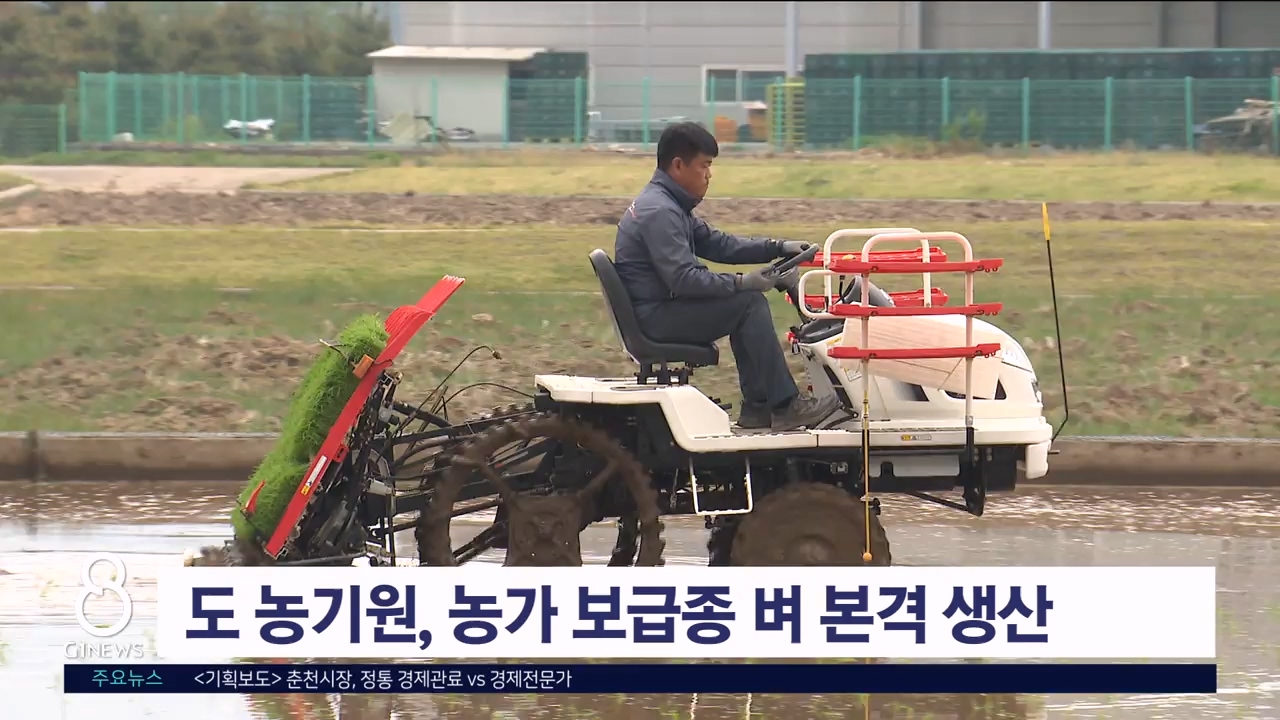 도 농기원, 농가 보급종 벼 본격 생산