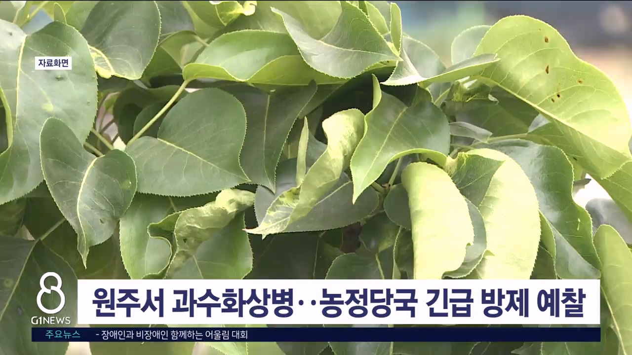 원주서 과수화상병..농정당국 긴급 방제.예찰