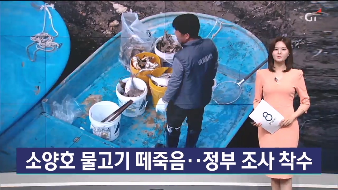 소양호 물고기 떼죽음..정부 조사 착수 