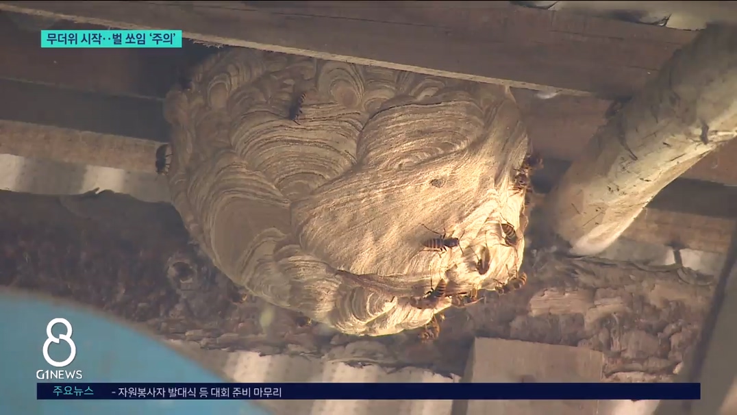 무더위 시작..벌 쏘임 주의 