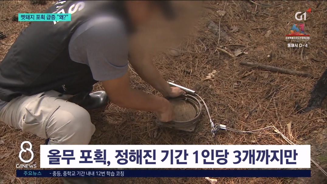 춘천지역 멧돼지 포획 급증 "왜?"  