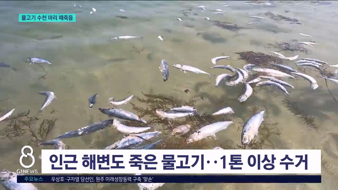 강릉 물고기 수천 마리 '떼죽음' 