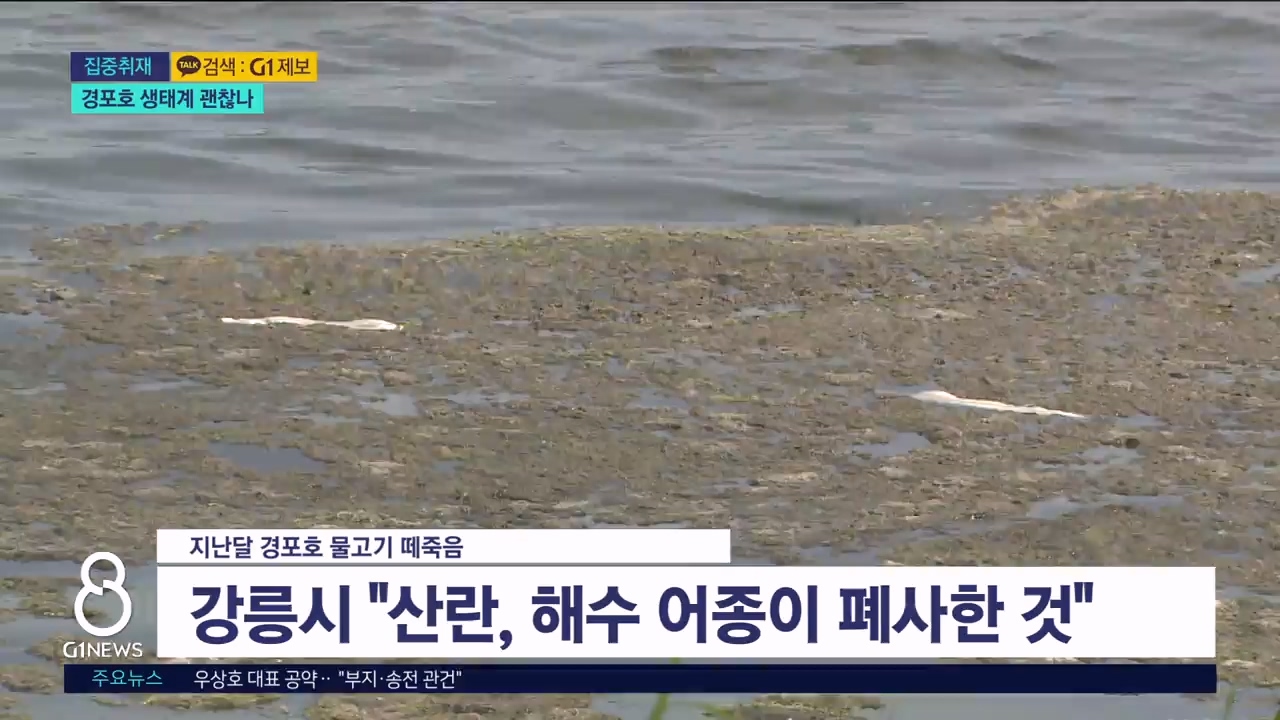 <집중> 해조류 확산.."생태계 괜찮나" 