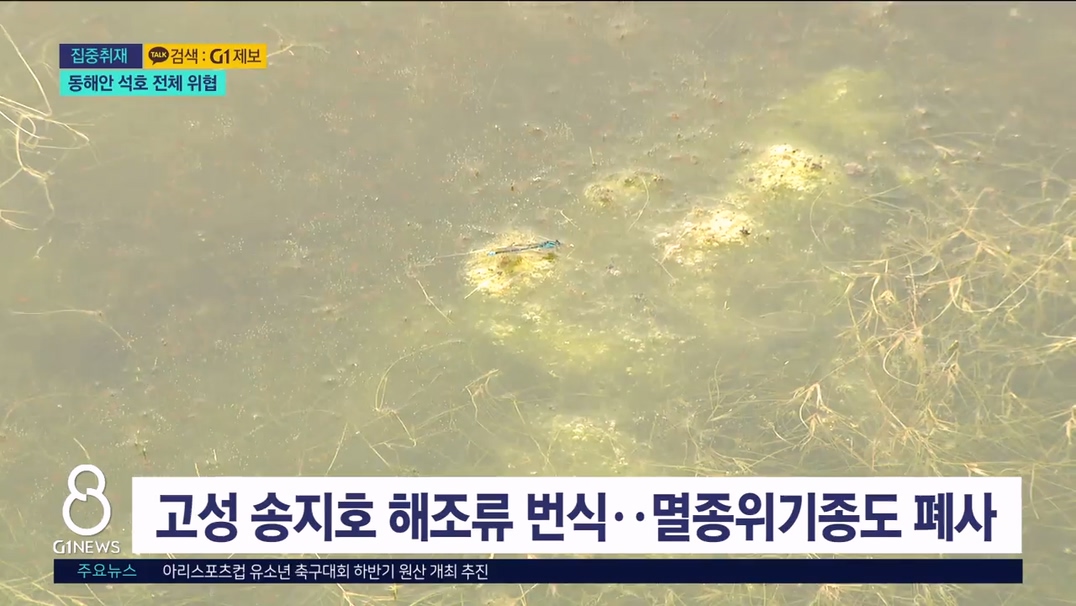 <집중> 멸종위기종도 폐사..동해안 전체 문제 