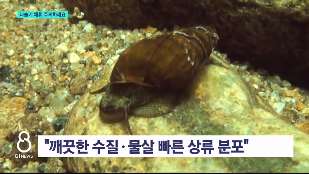 다슬기 채취 사고 증가.."구명조끼 필수" 