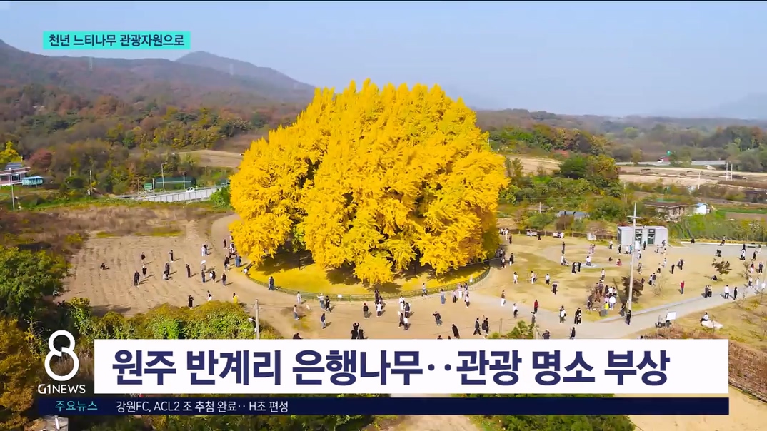 천년 느티나무..'고목' 관광자원 육성 