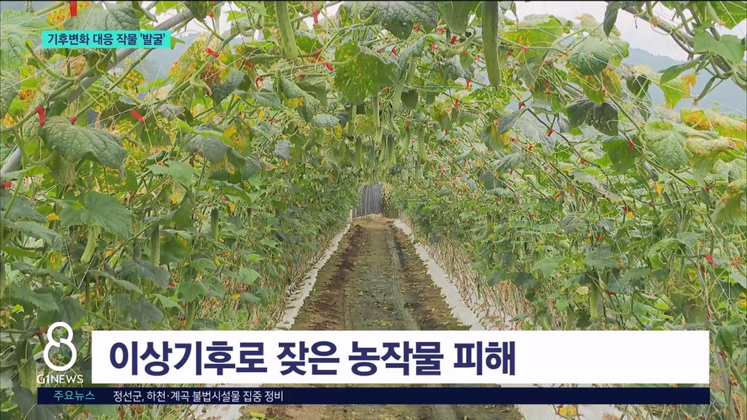 홍천군, 기후변화 대응 소득작물 '발굴' 