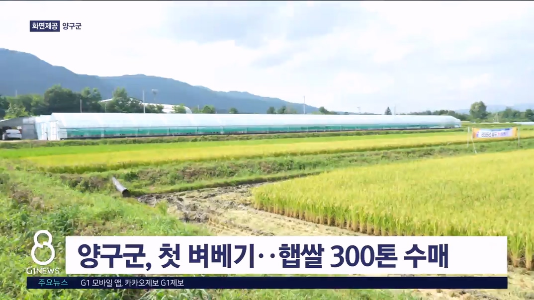 양구군, 첫 벼베기..햅쌀 300톤 수매