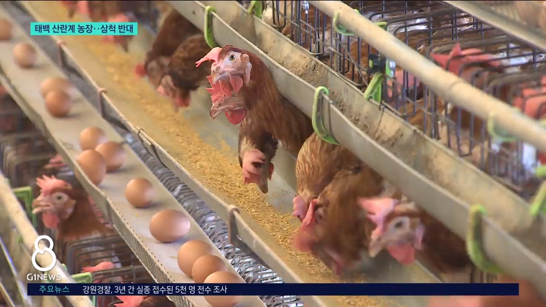 대규모 산란계 농장..삼척 "결사반대" 