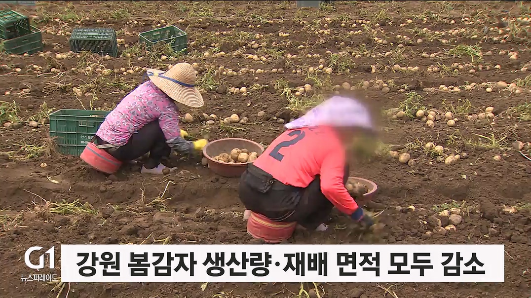 강원 봄감자 생산량·재배 면적 모두 감소