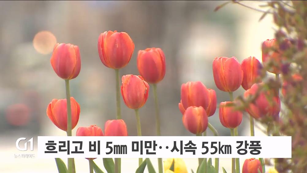 흐리고 비 5mm 미만..시속 55km 강풍 유의