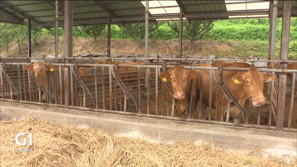 역대급 폭염..사람도 가축도 과수도 피해 '속출'  