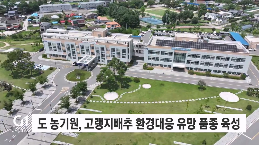 도 농기원, 고랭지 배추 환경대응 유망 품종 육성