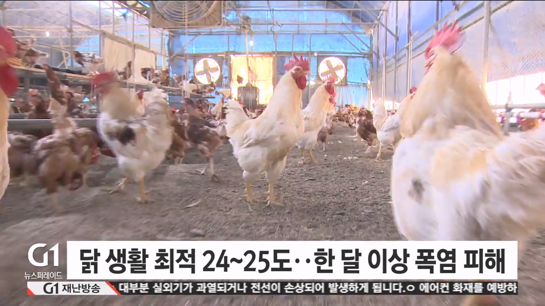 8월말인데..축산농가 폭염과 사투 