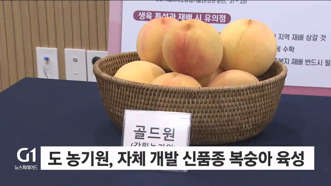 도 농기원, 자체 개발 신품종 복숭아 육성