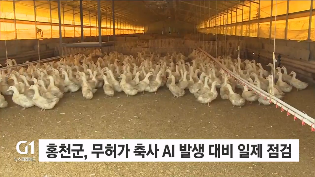 홍천군, 무허가 축사 AI 발생 대비 일제 점검