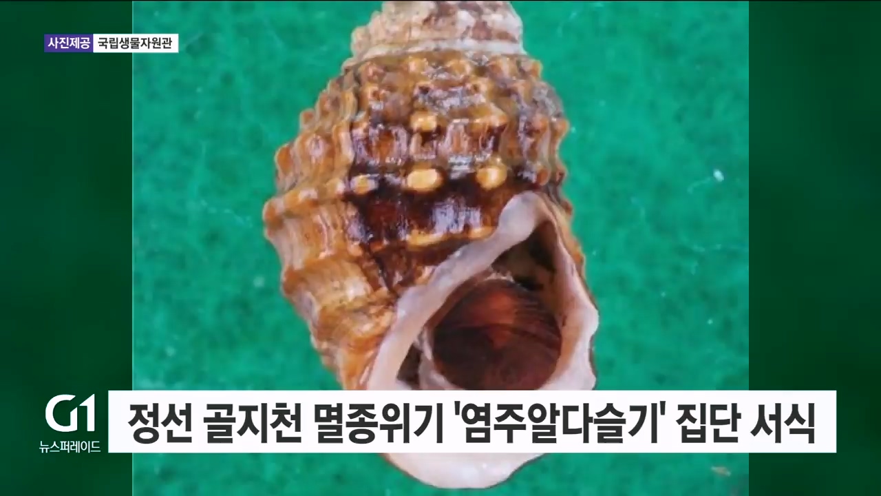 정선 골지천 멸종위기 '염주알다슬기' 집단 서식 확인