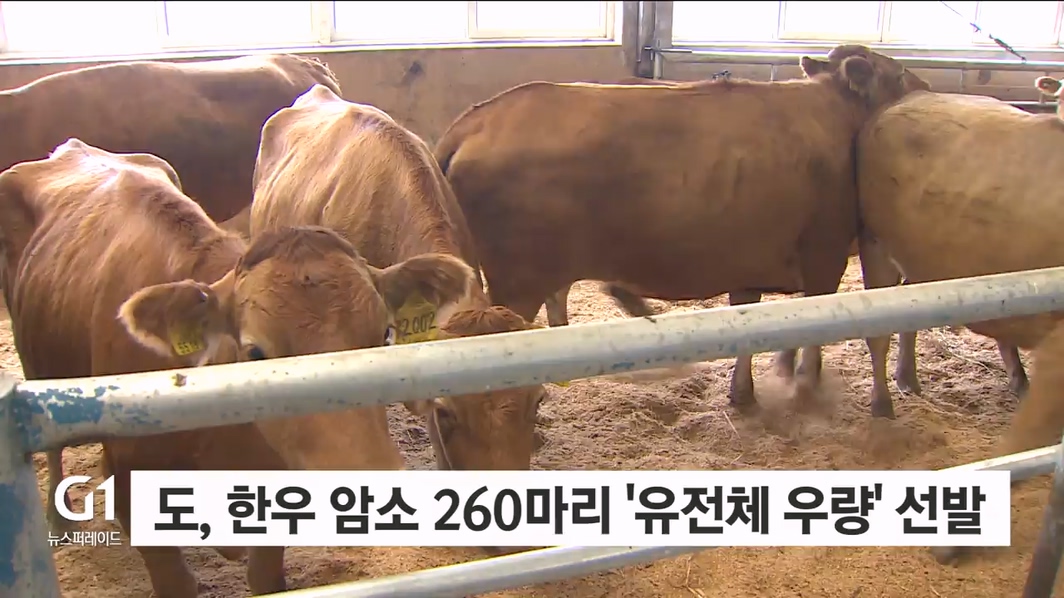 도, 한우 암소 260마리 '유전체 우량' 선발