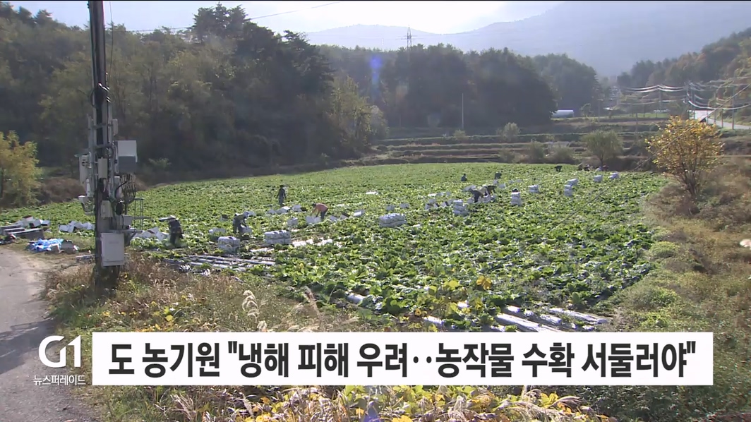 도 농기원 "냉해 피해 우려..농작물 수확 서둘러야"