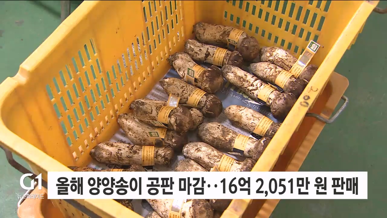 올해 양양송이공판 마감, 16억 2,051만 원 판매