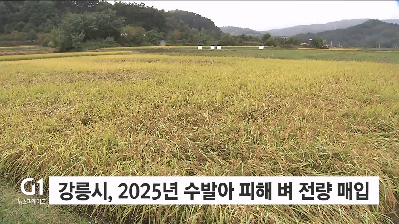 강릉시, 2025년 수발아 피해벼 전량 매입