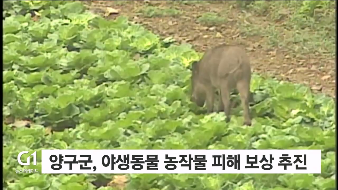양구군, 야생동물 농작물 피해 보상 추진