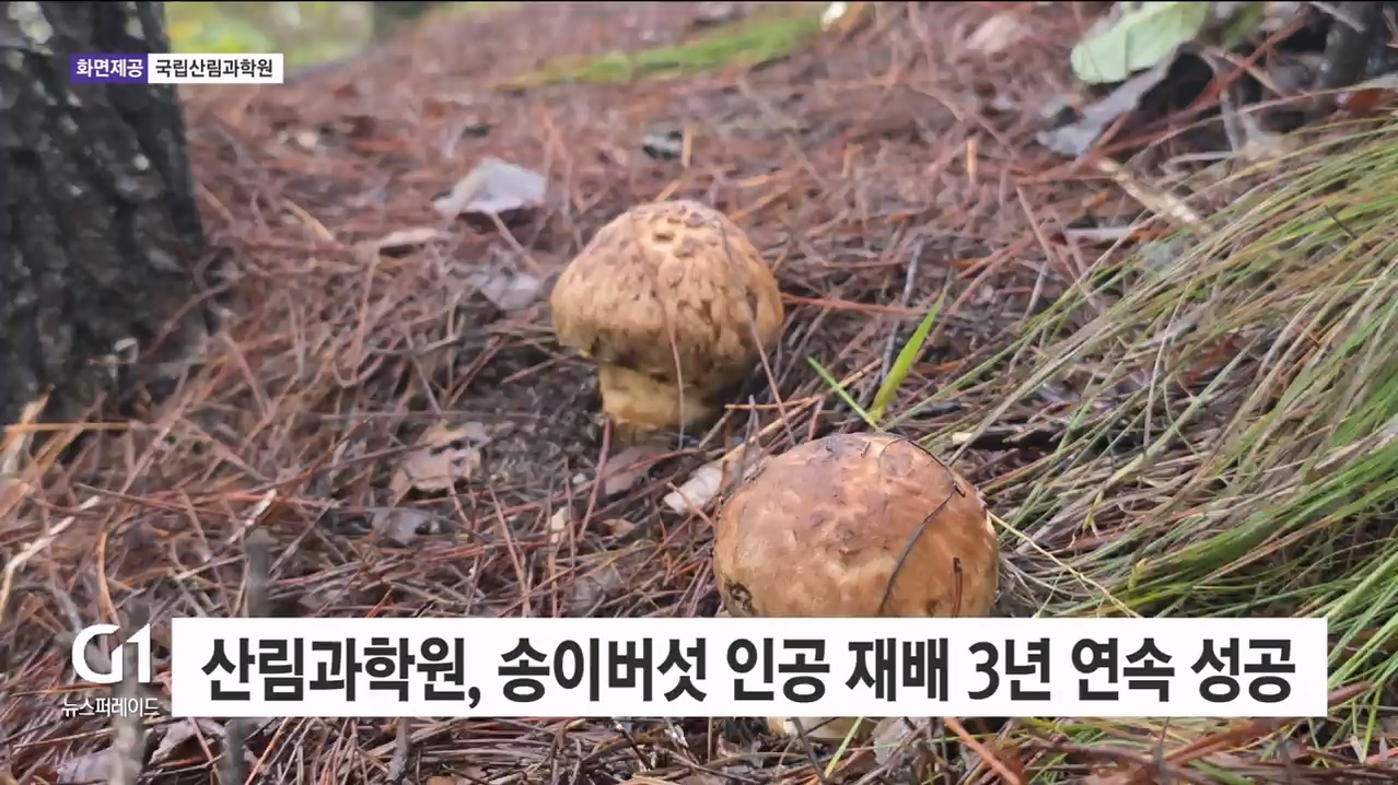 산림과학원, 송이버섯 인공 재배 3년 연속 성공