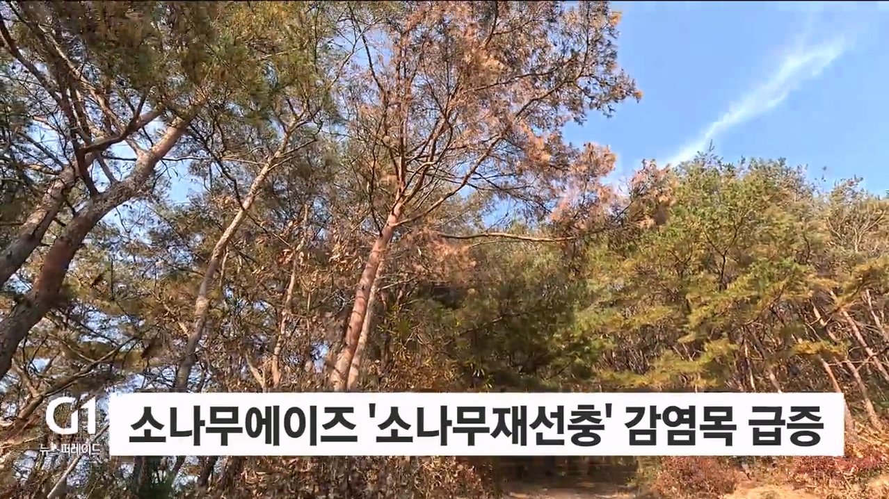 <집중.1>소나무재선충병 확산.."백두대간 위협할라" 