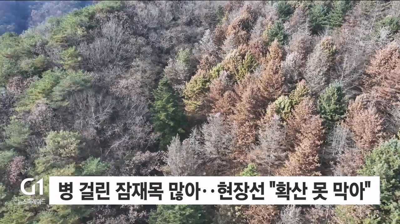 <집중.3>"재선충 못 막아"..압축방제 검토해야 