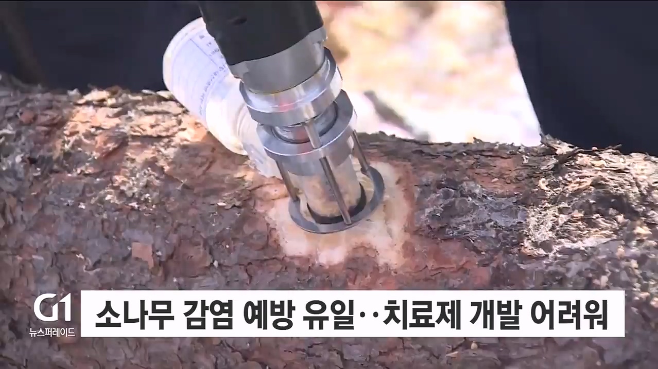 <집중.5> 재선충 방제 전략 변경..확산 차단 총력 